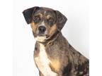 Adopt Rocket a Brown/Chocolate Catahoula Leopard Dog / Mixed dog in Franklin
