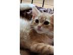 Adopt Mango a Orange or Red Tabby Domestic Shorthair (short coat) cat in