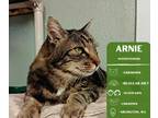Adopt Arnie a Tiger Striped Domestic Shorthair cat in Arlington, WA (39145288)