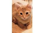 Adopt Simon a Orange or Red Domestic Shorthair (short coat) cat in Cornelius