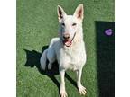 Adopt Neo a White German Shepherd Dog / Husky / Mixed dog in Rockwall
