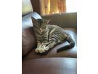 Adopt Gloria and George a Brown Tabby Domestic Shorthair / Mixed (short coat)
