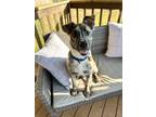 Adopt Milo a Brindle Mixed Breed (Large) / Mountain Cur / Mixed dog in Jackson