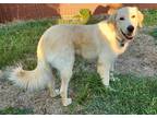 Adopt Hazel a White Great Pyrenees / Shepherd (Unknown Type) / Mixed dog in