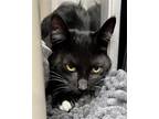 Adopt Coraline a All Black Domestic Shorthair / Mixed (short coat) cat in
