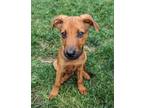 Adopt Penny a Brown/Chocolate Mixed Breed (Medium) / Mixed dog in Denver