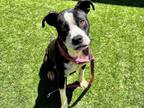 Adopt Leslie a Black - with White Pit Bull Terrier / Mixed dog in San Marcos