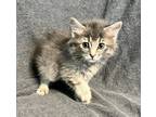 Adopt C-Gizelle a Domestic Mediumhair / Mixed (short coat) cat in Jacksonville