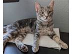 Adopt Billie a Gray, Blue or Silver Tabby Domestic Shorthair / Mixed (short