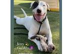 Adopt Jerry a White - with Black Bull Terrier / American Staffordshire Terrier /
