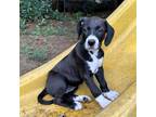 Adopt Maia's Litter - Ziva a Black Boxer / Labrador Retriever / Mixed dog in