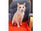 Adopt Ryan a Cream or Ivory Domestic Shorthair (short coat) cat in Missoula