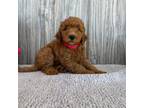 Mutt Puppy for sale in Chatham, VA, USA