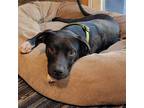 Adopt Lonnie a Black - with White Labrador Retriever / Mixed dog in Doylestown