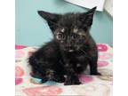 Adopt Julianna-kitten a Tortoiseshell Domestic Shorthair / Mixed (short coat)