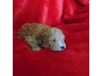 Mutt Puppy for sale in Whitehall, MT, USA