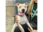 Adopt URGENT! Riley a White - with Black American Pit Bull Terrier / Mixed dog