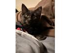 Adopt Yennefer a All Black Domestic Mediumhair / Mixed cat in Wichita