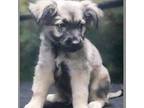 Adopt Loki a Tan/Yellow/Fawn Shepherd (Unknown Type) / Husky / Mixed dog in Casa