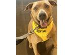 Adopt Phoebe a Brown/Chocolate Labrador Retriever / Pit Bull Terrier dog in