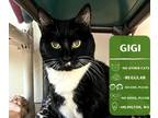 Adopt Gigi Bonnie a Black & White or Tuxedo Domestic Shorthair cat in Arlington