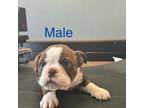 Olde English Bulldogge Puppy for sale in Essex, MD, USA