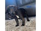 Olde English Bulldogge Puppy for sale in Essex, MD, USA