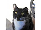 Adopt Suzy Socks a Domestic Shorthair / Mixed (short coat) cat in Brigham City -