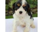 Cavalier King Charles Spaniel Puppy for sale in Dundee, OH, USA