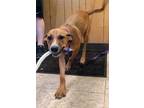 Adopt Ellie May a Hound (Unknown Type) / Retriever (Unknown Type) / Mixed dog in