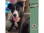 Adopt Chop (Courtesy Post) - No Longer Accepting Applications a Black - with