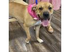 Adopt Jill a Black Mouth Cur, Shar-Pei