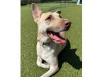 Adopt Layla a Tan/Yellow/Fawn Terrier (Unknown Type, Medium) / Terrier (Unknown