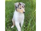Bearded Collie Puppy for sale in Ehrhardt, SC, USA