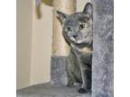 Adopt Gina a Domestic Shorthair / Mixed (short coat) cat in Patchogue