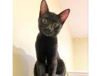 Adopt Alana a All Black Domestic Shorthair / Mixed cat in Washington