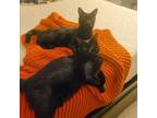 Adopt Bonded: Peppermint Patty & Snoopy a All Black Domestic Shorthair / Mixed