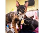 Adopt Aurora a All Black Domestic Shorthair / Mixed cat in Washington