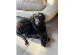 Adopt Brady a Black Goldendoodle / Mixed dog in Granite Bay, CA (39049604)