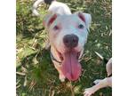 Adopt Spot a White - with Red, Golden, Orange or Chestnut Pit Bull Terrier /