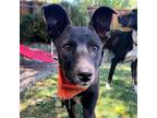 Adopt Dizzy a Black - with White Shepherd (Unknown Type) / Border Collie / Mixed