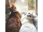 Adopt Peaches & Cream a Orange or Red (Mostly) Domestic Shorthair / Mixed cat in