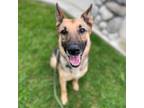 Adopt Finley - Costa Mesa Location a Brown/Chocolate German Shepherd Dog / Mixed