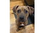 Adopt Merry *FOSTER NEEDED TOO a Brown/Chocolate - with Black Boxer / Mixed dog
