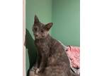 Adopt Cycas a Gray or Blue Domestic Shorthair (short coat) cat in Jackson
