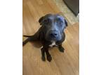 Adopt Bristol a Gray/Blue/Silver/Salt & Pepper Mixed Breed (Medium) dog in New