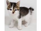 Adopt Marla a Brown Tabby American Bobtail (medium coat) cat in New York
