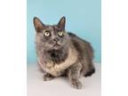 Adopt Blossom a Domestic Longhair (long coat) cat in Petersburg, TN (34275705)