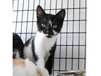 Adopt Eden a Domestic Shorthair / Mixed (short coat) cat in Ewing, NJ (38976537)