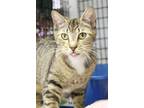 Adopt Matter a Domestic Shorthair / Mixed (short coat) cat in Ewing
